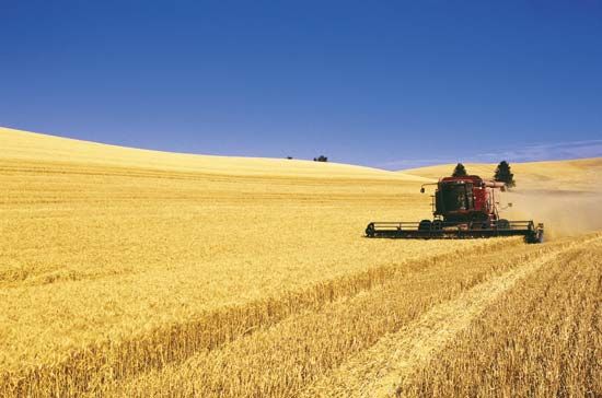 wheat crop in China