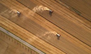 wheat crop in China